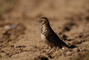 Lapland bunting